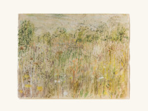 Meadowsweet